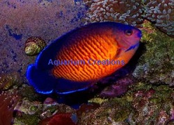 Picture of Coral Beauty Dwarf Angel