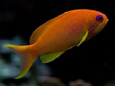 Anthias: Bartlett, Lyretail and other Anthais are perfect marine aquarium fish