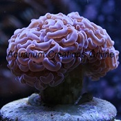 Picture of Aquacultured Pink Branching Hammer Coral