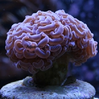 Picture of Purple Branching Hammer Coral,Aquacultured Euphyllia ancora