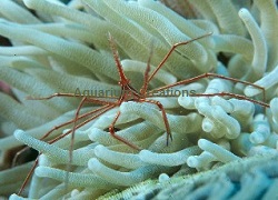 Picture of Arrow Crab