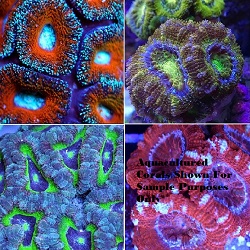 Picture of Aquacultured Micromussa lordhowensis Frag 3 Pack<BR>, Australia