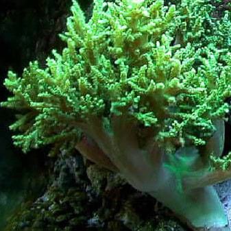 Picture of Neon Green Spaghetti Finger Leather Coral