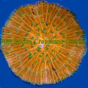 Picture of Green Tipped Tentacles on Orange Fungia Plate Coral, Australia