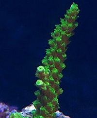 Picture of Captive Grown Bali Green Slimer Acropora, Acropora Yongei