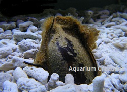 Picture of Cat Shark Egg,Chiloscyllium punctatum