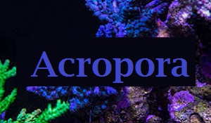 Picture of Acropora coral, the largest grouping of SPS Coral with over 149 species