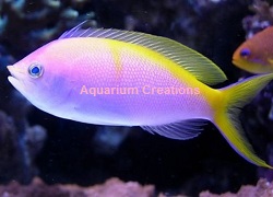 Picture of Bartletts Anthias