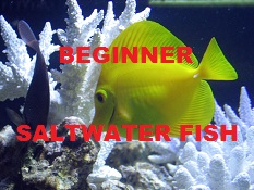 Saltwater Fish For Beginners