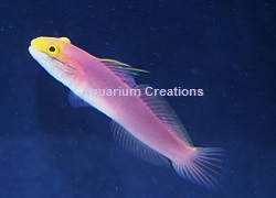 Picture of Bella Goby