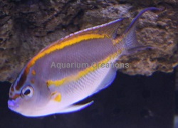 Picture of Male Bellus Angelfish