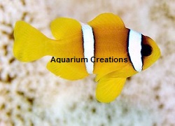 Picture of Bicinctus Clownfish
