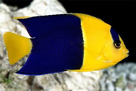 Picture of Bicolor Angelfish 