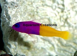 Picture of Bicolor Dottyback