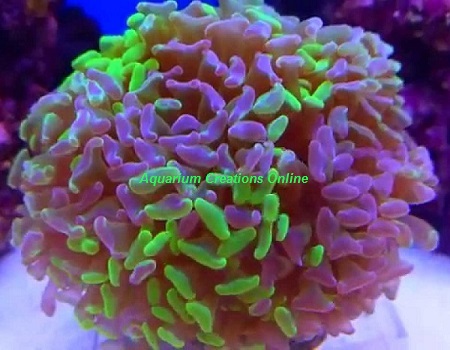 Picture of Bicolor Branching Hammer Coral, Australia, Euphyllia paraancora