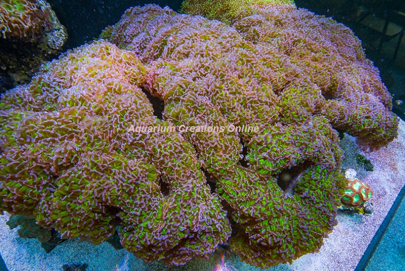 Picture of Bicolor Hammer Wall Coral, Australia