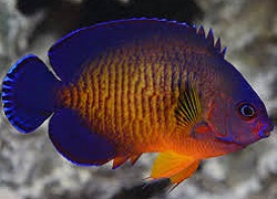 Picture of Biota, Captive-Bred, Coral Beauty Angelfish