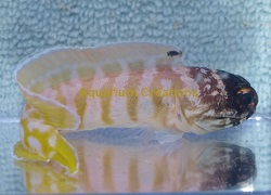 Picture of Black Cap Jawfish