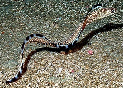 Picture of a Black Edge Moray Eel