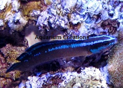 Picture of Black Neon Dottyback,Captive Bred
