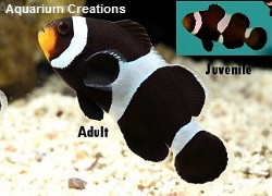 Picture of Captive Bred Black & White Ocellaris Clownfish