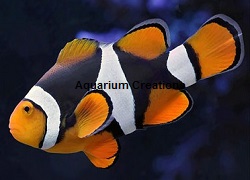 Picture of Wild Black Onyx Clownfish