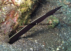 Picture of Black Ribbon Eel