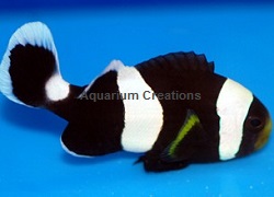 Picture of Black Saddleback Clownfish