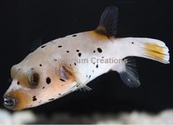 Picture of Blackspot Dog Face Puffer