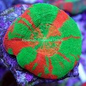 Picture of Australian Scolymia Coral, Bleeding Sour Apple