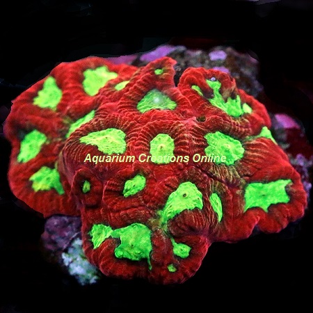 Picture of Bleeding Apple Favia Coral, Cultured