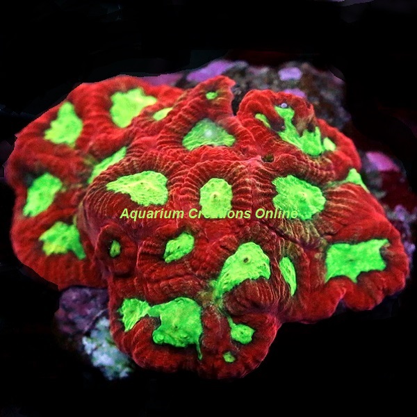 Picture of Cultured Bleeding Apple Favia Coral