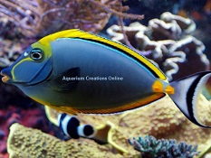 Picture of Yellow Tang