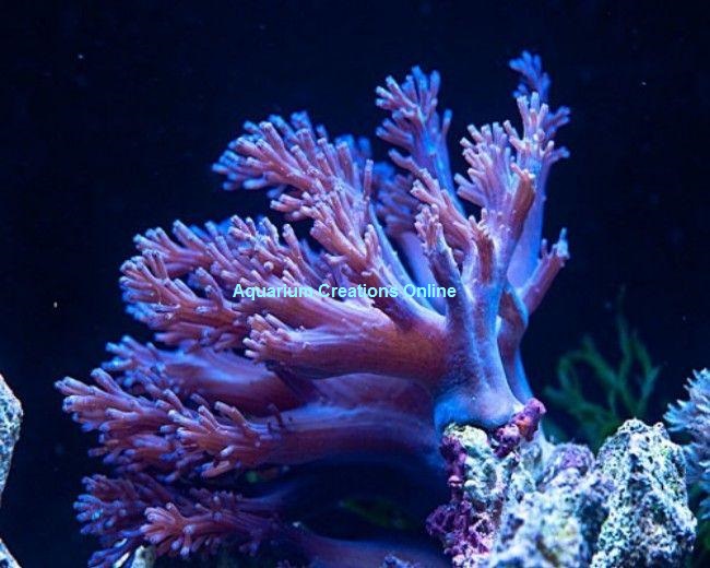 Picture of Blue Cespitularia Coral, Aquacultured