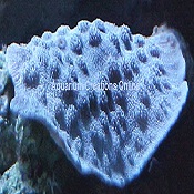 Picture of Reef Farmers Blue Chalice Coral, Aquacultured, Echinpora lamellosa