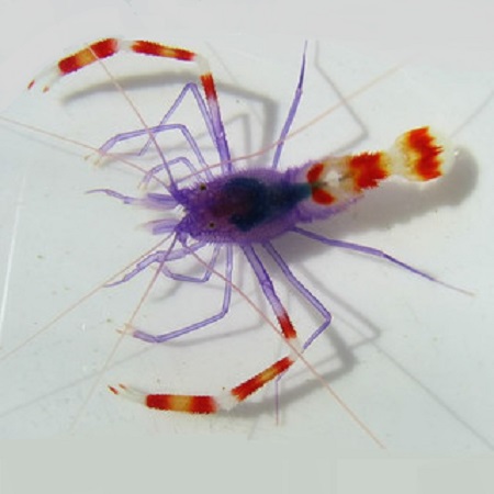 Picture of Blue Body Coral Banded Shrimp, Stenopus tenuirostris