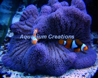 Picture of Blue Carpet Anemone