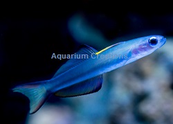 Picture of Blue Gudgeon Dartfish