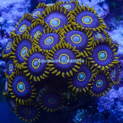 Picture of Blue Hornet Zoanthid Polyps