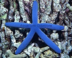 Picture of Blue Linckia Starfish