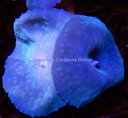 Picture of Blue Mushroom Coral, Actinodiscus Sp.