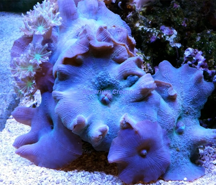 Picture of Blue Mushroom Coral, Actinodiscus Sp. from Australia