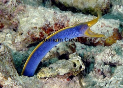 Picture of Blue Ribbon Eel