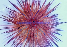 Picture of Lonspine Rainbow Fire Urchin