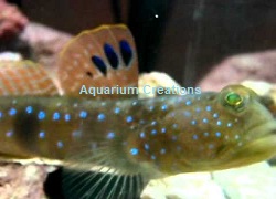 Picture of Bluespotted Watchman Goby