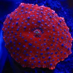 Picture of Blue Spotted Red Mushroom Coral
