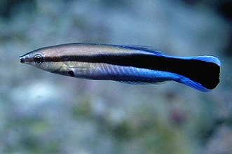 The African Bluestreak Cleaner Wrasse sports a sliver front half, blue back half with a black streak down its sides.