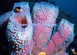 Picture of Azure Vase Sponge