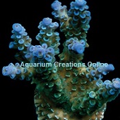 Picture of Blue Voodoo Acropora, Aquacultured