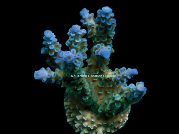 Picture of Blue Voodoo Acropora, Aquacultured ORA®